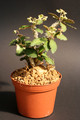 euphorbia suzannae marnierae 0169