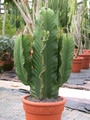 euphorbia ingens 07