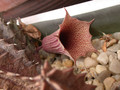 huernia levyi dp2976 01