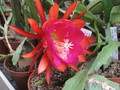 eh arepal 5170 47