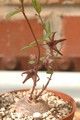 brachystelma tuberosum 1413