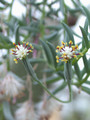 senecio hallii 02
