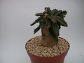 euphorbia stellata 1341