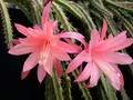 aporocactus myrna corbett 981362