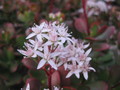 crassula ovata 9830