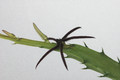 caralluma aff arachnoidea 04