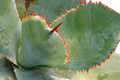 agave bovicornuta la oscta 8433