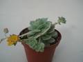 echeveria derenbergii 8308