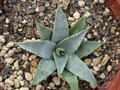 agave utahensis nevadensis 02