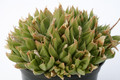 haworthia ryderiana 7251