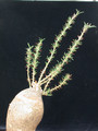 pachypodium succulentum gross 03