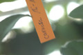hoya carnosa 05