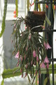 hatiora rosea frohning 9598 rbi 433 9390