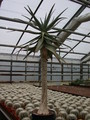 aloe dicotoma 5773