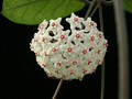 hoya fungii 02