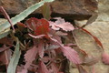 rhipsalis pachyptera 2