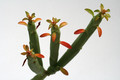 euphorbia pteroneura 0607