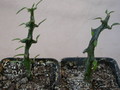 ceropegia armandii