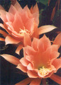 eh rosalie p