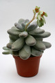 pachyphytum oviferum 6127