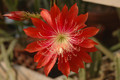 aporocactus peggys cartwheel 0977