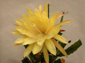 eh yellow gem 9910 15