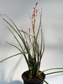 hesperaloe parviflora blühfähig