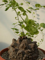 dioscorea elephantipes 06