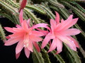 aporocactus myrna corbett 981160