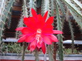 aporocactus luzifer paetz 9835