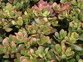 crassula portulacea summer rainbow 02