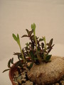 brachystelma tuberosum 172