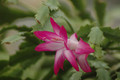 schlumbergera rosabell 03