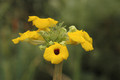 uncarina platycarpa 01