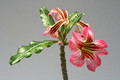 adenium cv siam rainbow 9085