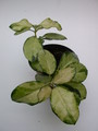 hoya australis lisa 4006