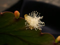 rhipsalis pachyptera 03