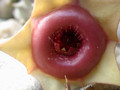huernia insigniflora 02