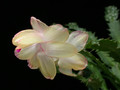 schlumbergera gold charme 07