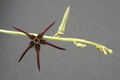caralluma aff arachnoidea 3937