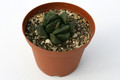 haworthia cv frosty tips 7277