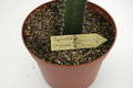 euphorbia confinalis 03