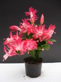 schlumbergera russian dancer 1606