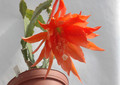 eh clementine 5672 01