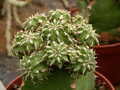 euphorbia sepulta