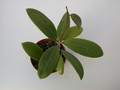 hoya buthanica 1406