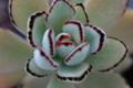 kalanchoe tomentosa 215