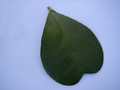 hoya kerrii leaf