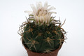 gymnocalycium zegarrae scupinense kk736 9926