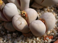 lithops ruschiorum lineata 01